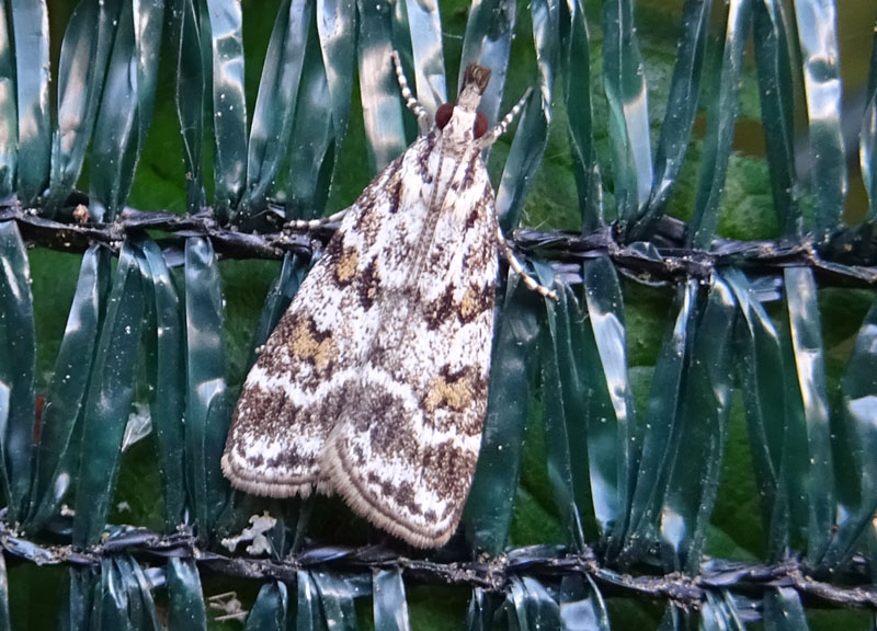 Scoparia pyralella - Crambidae